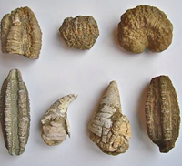 fossils